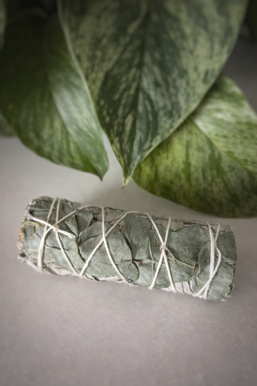 Bâton de Sauge Blanche & Eucalyptus